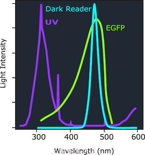 藍色激發光源用于綠色熒光蛋白激發