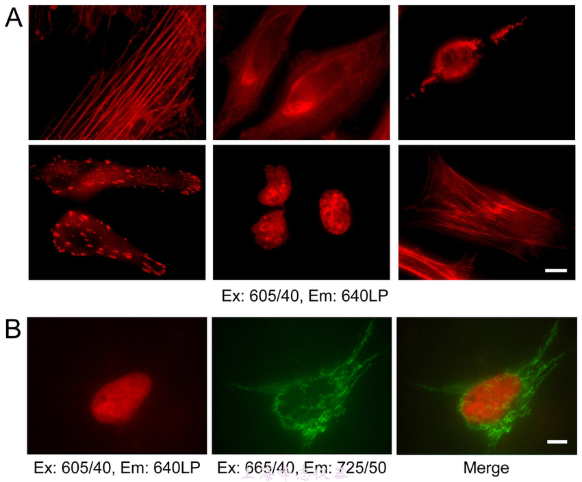 Near-infrared-fluorescence-microscopy-of-live-HeLa-cells-expressing-fusion-proteins-A.png