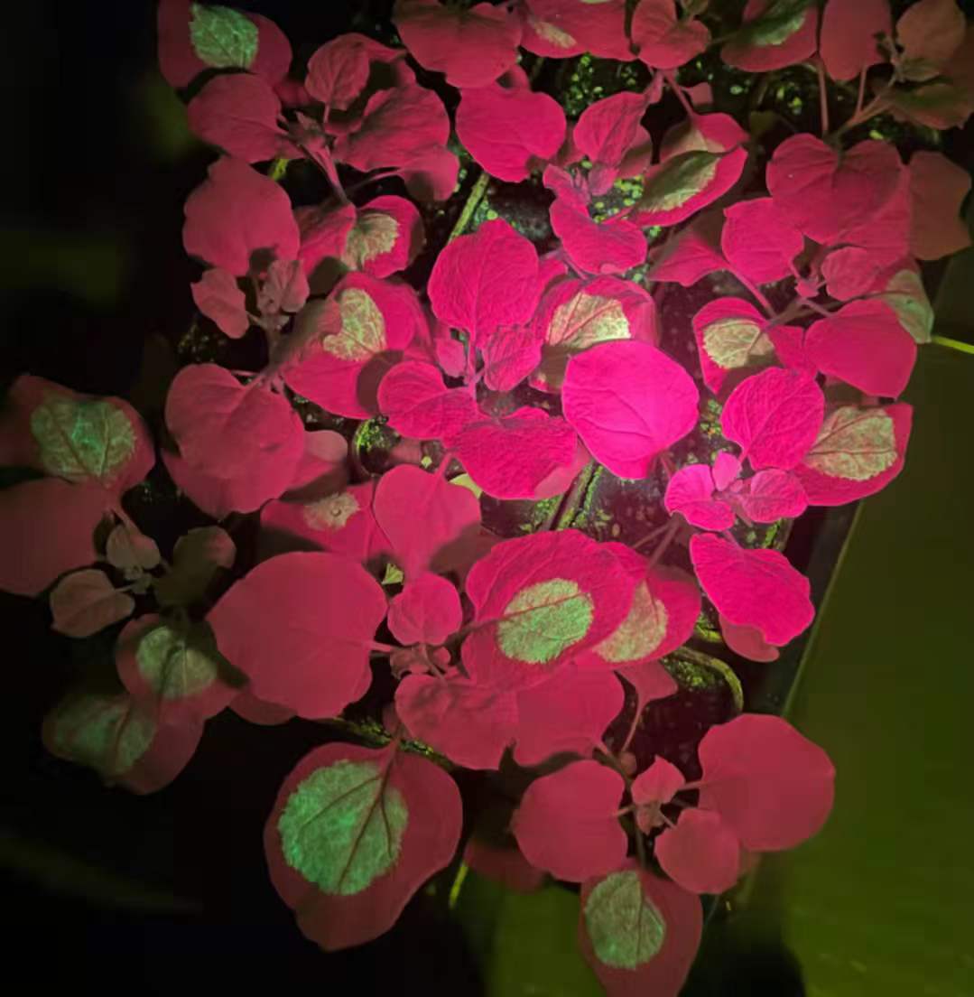 GFP in tobacco leaves