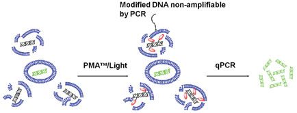 PMA-Lite LED 光解儀